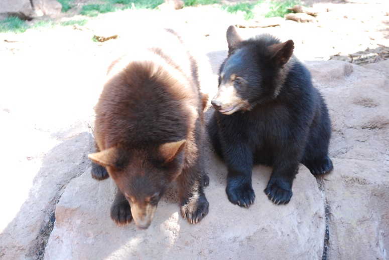 Medvede čierne, Bearizona v Arizone