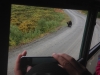 Medveď pri ceste