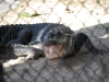 Aligátor, Aligator Farm, Florida, USA