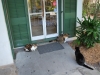Mačky v Hemingway House, Key West, Florida