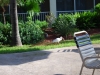 Ibis pri hotelovom bazéne, Key West, Florida