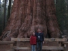 General Sherman Tree, Sequoia National Park, Kalifornia