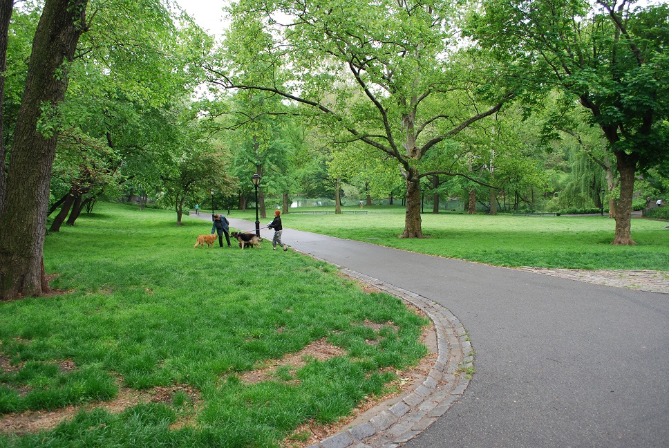 Central Park, NYC, USA