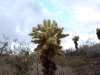 Kaktus,v Arizonskej púšti