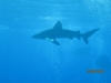 Žralok, foto: Robo Štetiar