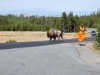 Yellowstone National Park 39