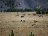 Yellowstone National Park 88