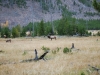 Yellowstone National Park 89