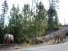 Yellowstone National Park 97