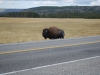 Yellowstone National Park 105