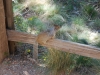 Veverička, Zion National Park. Utah