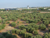 Olivový háj pri letisku v Bari
