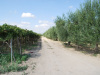 Medzi olivovníkmi a viničom, Apúlia