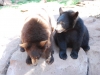 Medvede čierne, Bearizona v Arizone