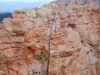 Bryce Canyon 37