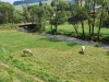 Čiernohronská železnica, kravy pri rieke Hron