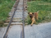 Čiernohronská železnica, naháňa nás pes
