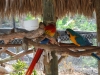 Papagáje na Aligátorovej farme, Everglades, Florida