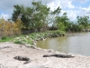 Výbeh, Aligator Farm, Florida, USA