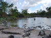 Aligátory, Aligator Farm, Florida, USA