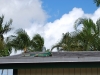 Leguán na streche, Aligator Farm, Florida, USA