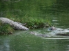 Aligátory, Everglades, Florida, USA