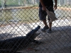 Aligátoria show, Aligator Farm, Florida, USA