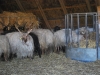 Ovce s vývrtkami, Hortbágy Nemzeti Park, Maďarsko