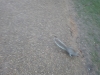 Veverička v Hyde Parku, Londýn