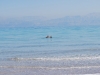 Kúpanie v Mŕtvom mori, Ein Gedi, Izrael