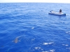 Žralok pri lodi, Egypt