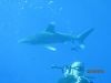 Žralok, foto: Robo Štetiar