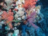 Coral reef, The Brothers Islands, Egypt