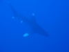 Žralok bielocípy, foto: Braňo Kraker