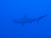 Žralok kladivohlavý, foto: Braňo Kraker