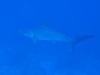 Žralok kladivohlavý, foto: Braňo Kraker