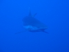 V ústrety žralokovi, foto: Braňo Kraker