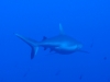Žralok, foto: Braňo Kraker