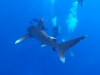 Žralok, foto: Braňo Kraker